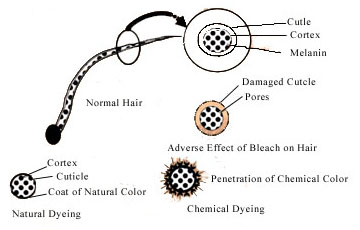 Mechanism of Hair Dying.